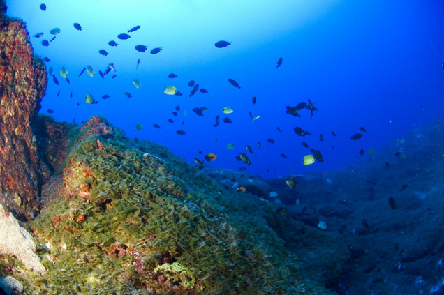 Algae beds like this one play a critical role in deep coral reef ecosystems.
